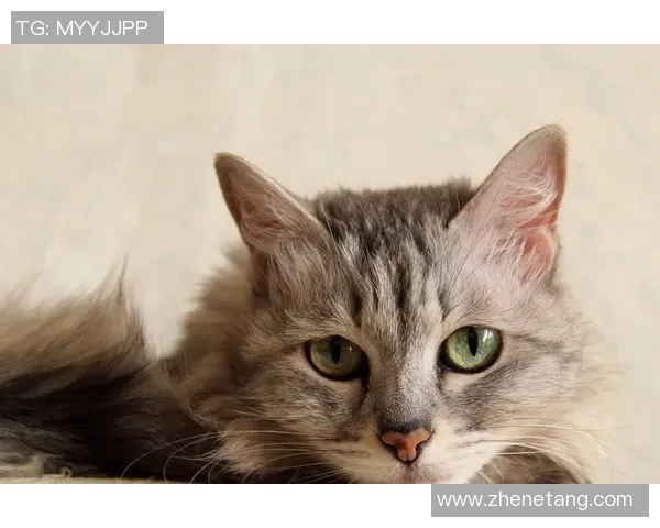 足球明星猫舍的可爱猫咪图片欣赏与明星们的温馨时刻分享 足球明星猫舍的可爱猫咪图片欣赏与明星们的温馨时刻分享